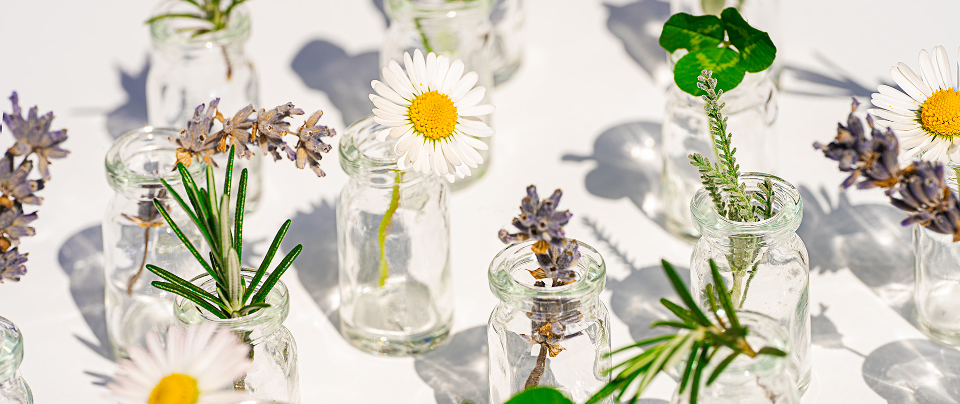 Enciclopedia delle piante medicinali Amavita – Torna alla panoramica delle piante