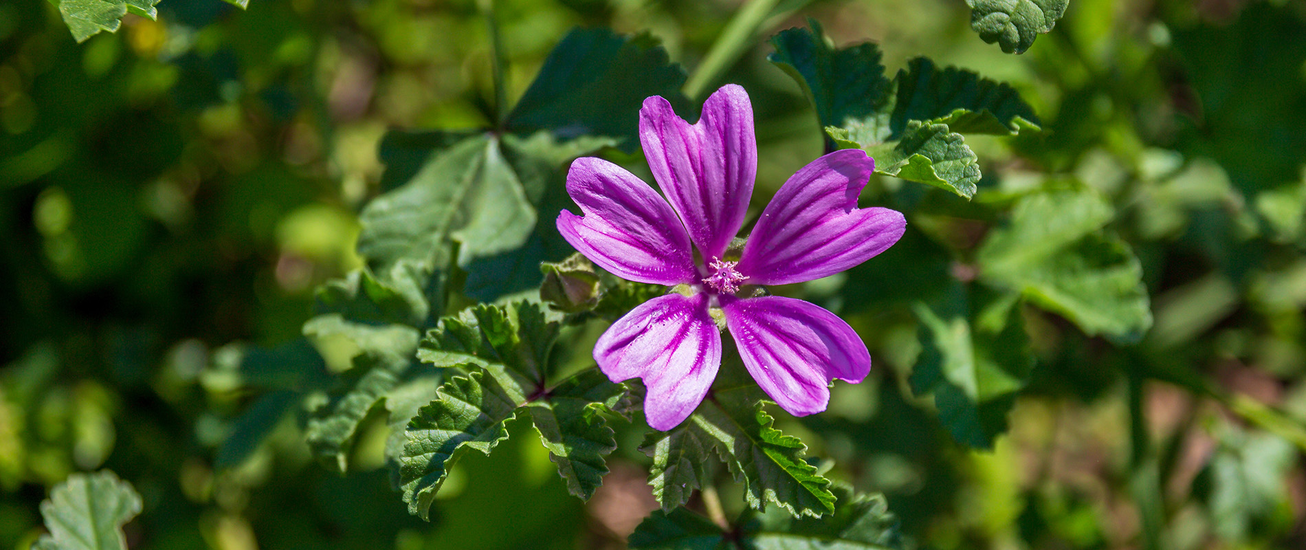 Malva pianta medicinale contro la tosse e le irritazioni – Farmacia Amavita