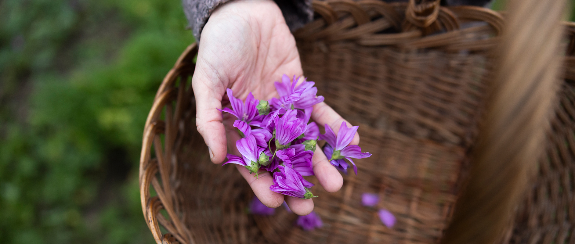 Tisana alla malva come rimedio tradizionale per disturbi gastrici – Farmacia Amavita