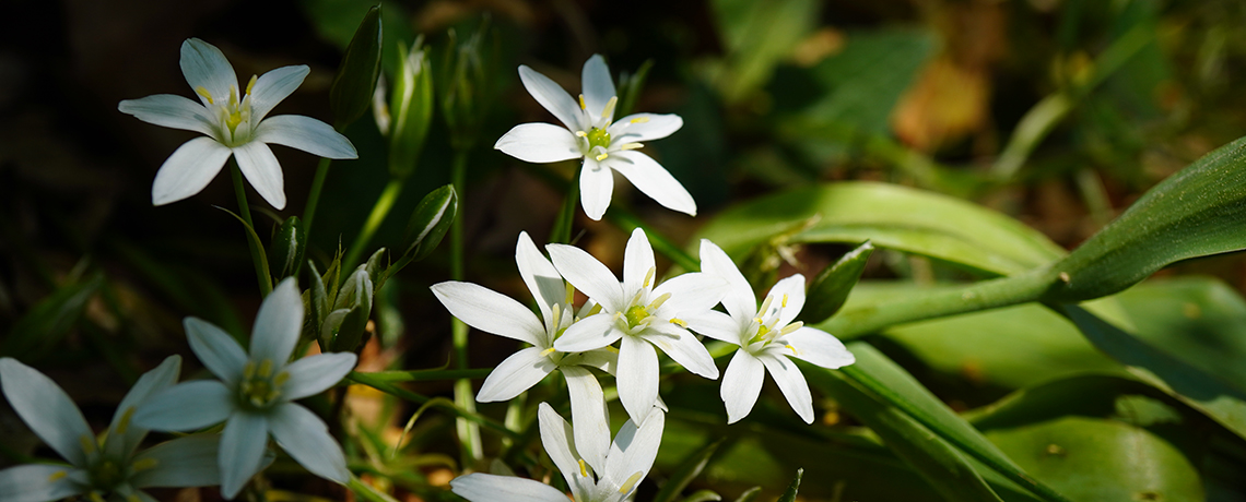Pollenallergie-Bachblüten-Doldiger-Milchstern-Amavita-Apotheke