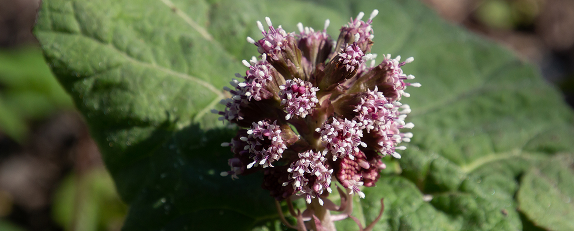 Pollenallergie-Pestwurz-Spagyrik-Amavita-Apotheke