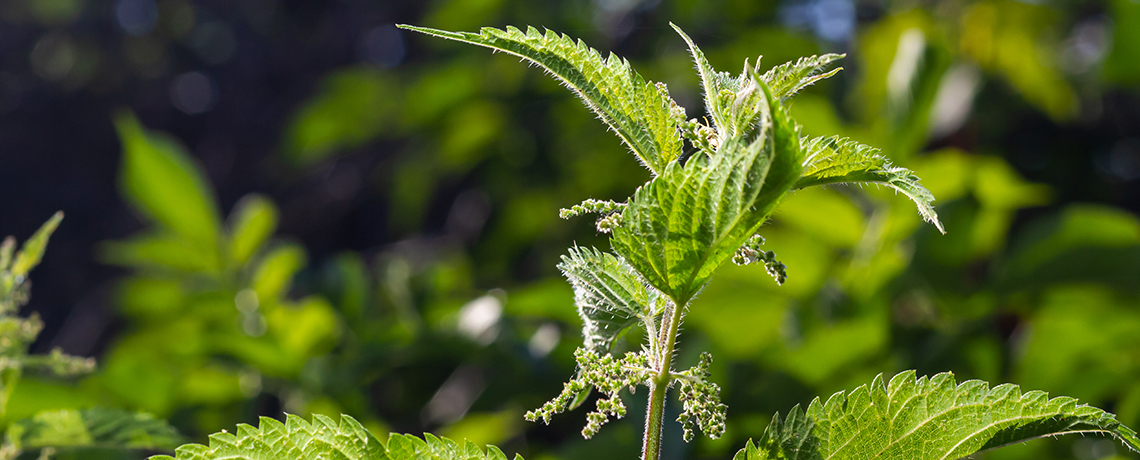Pollenallergie-Phytotherapie-Brennnessel-Amavita-Apotheke