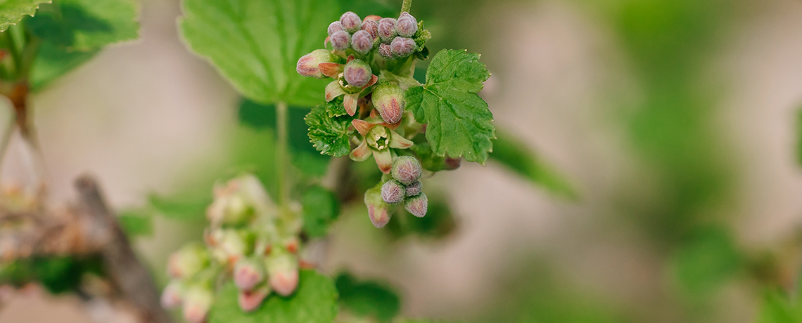 ribes-nigrum-gemmotherapie-amavita-apotheke