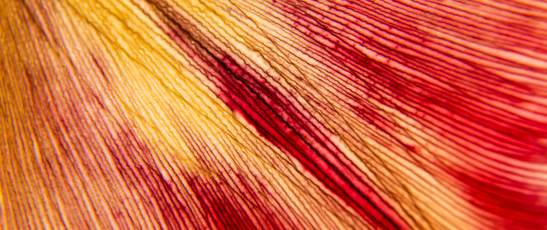 vaginale-flora-prurito-bruciore-fungo-amavita-farmacia