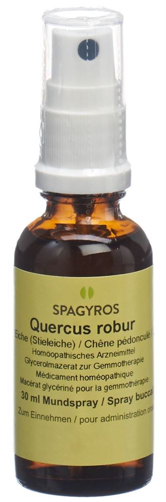 quercus robur