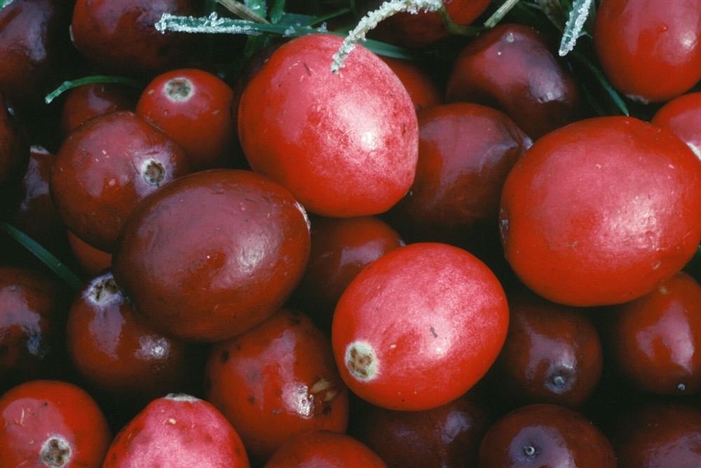 Arkocaps Cranberry Kapseln Pflanzlich 150 Stück