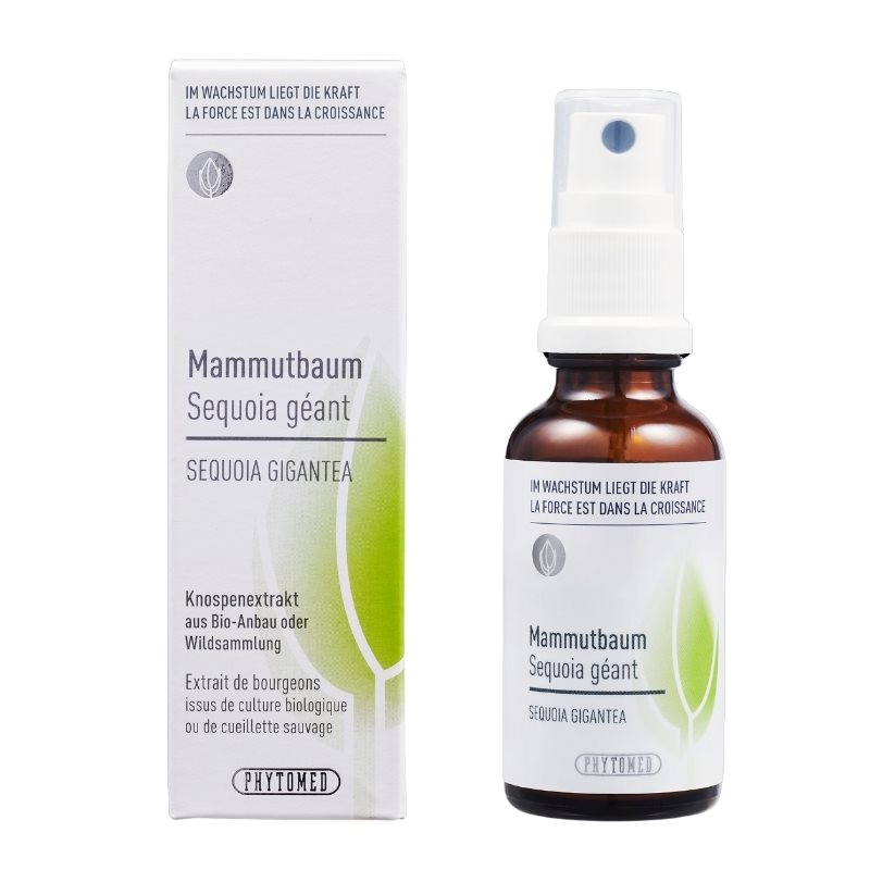 Phytomed Knospenextrakt Mammutbaum Spr 30 ml