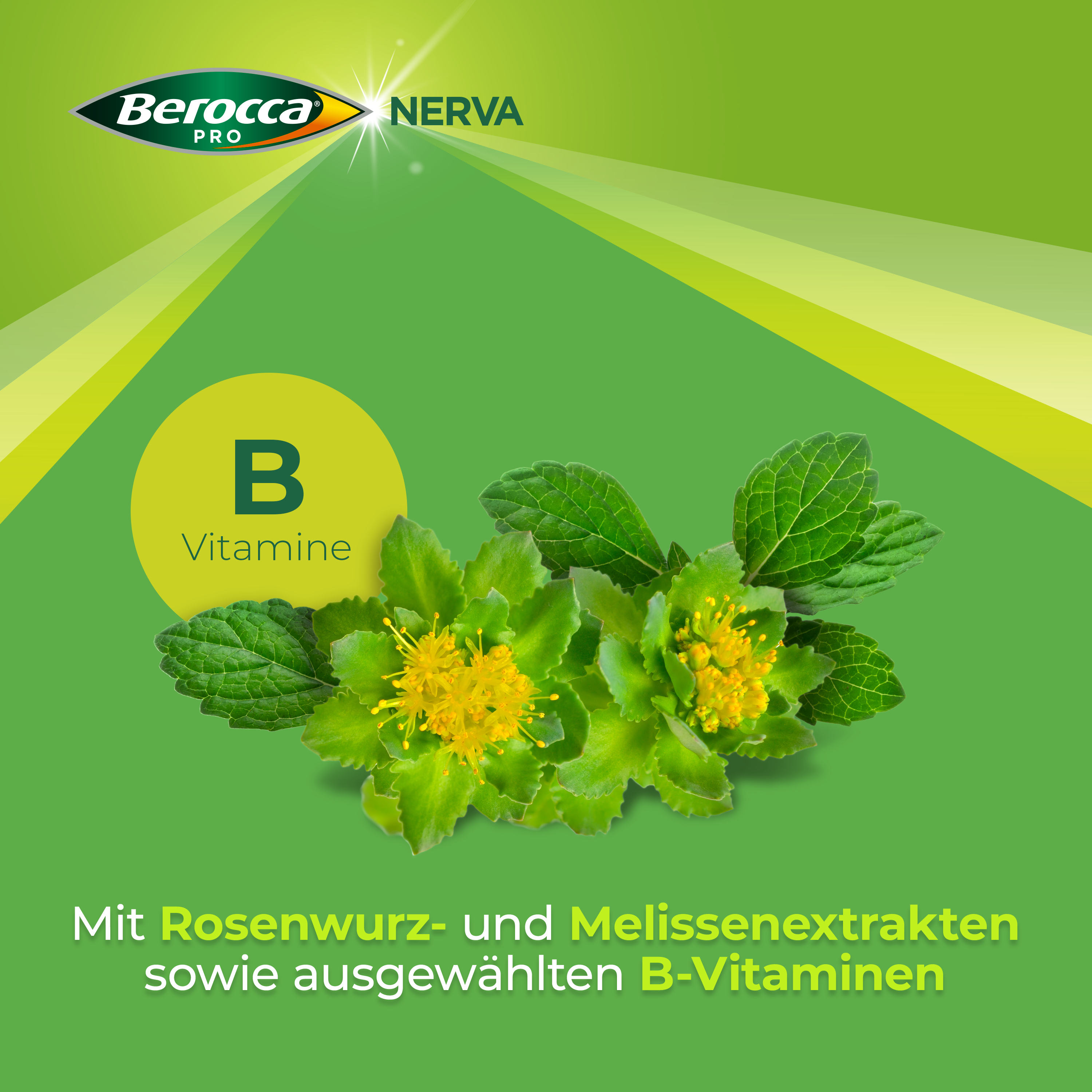 BEROCCA NERVA, Bild 5 von 6