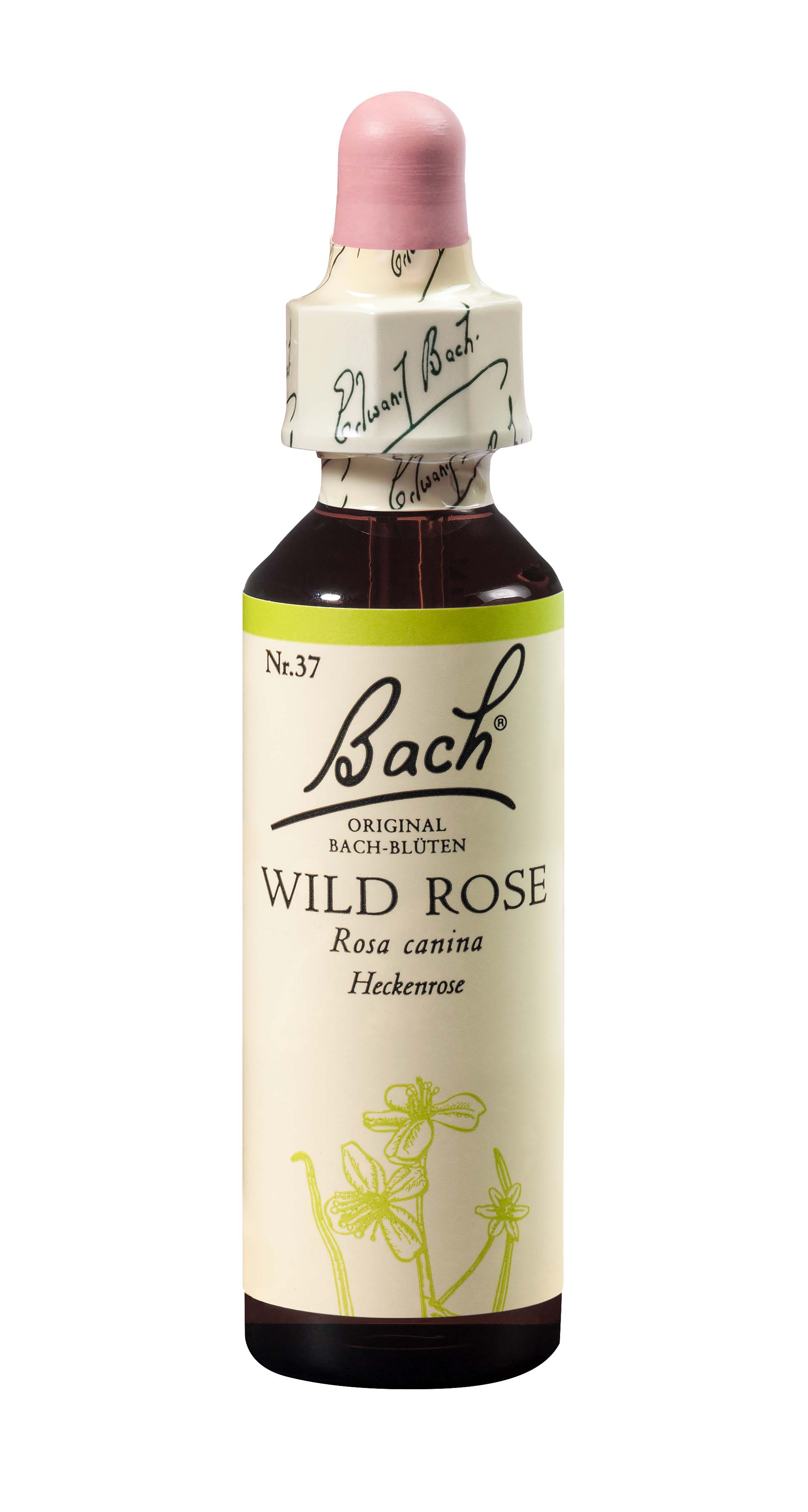 original wild rose