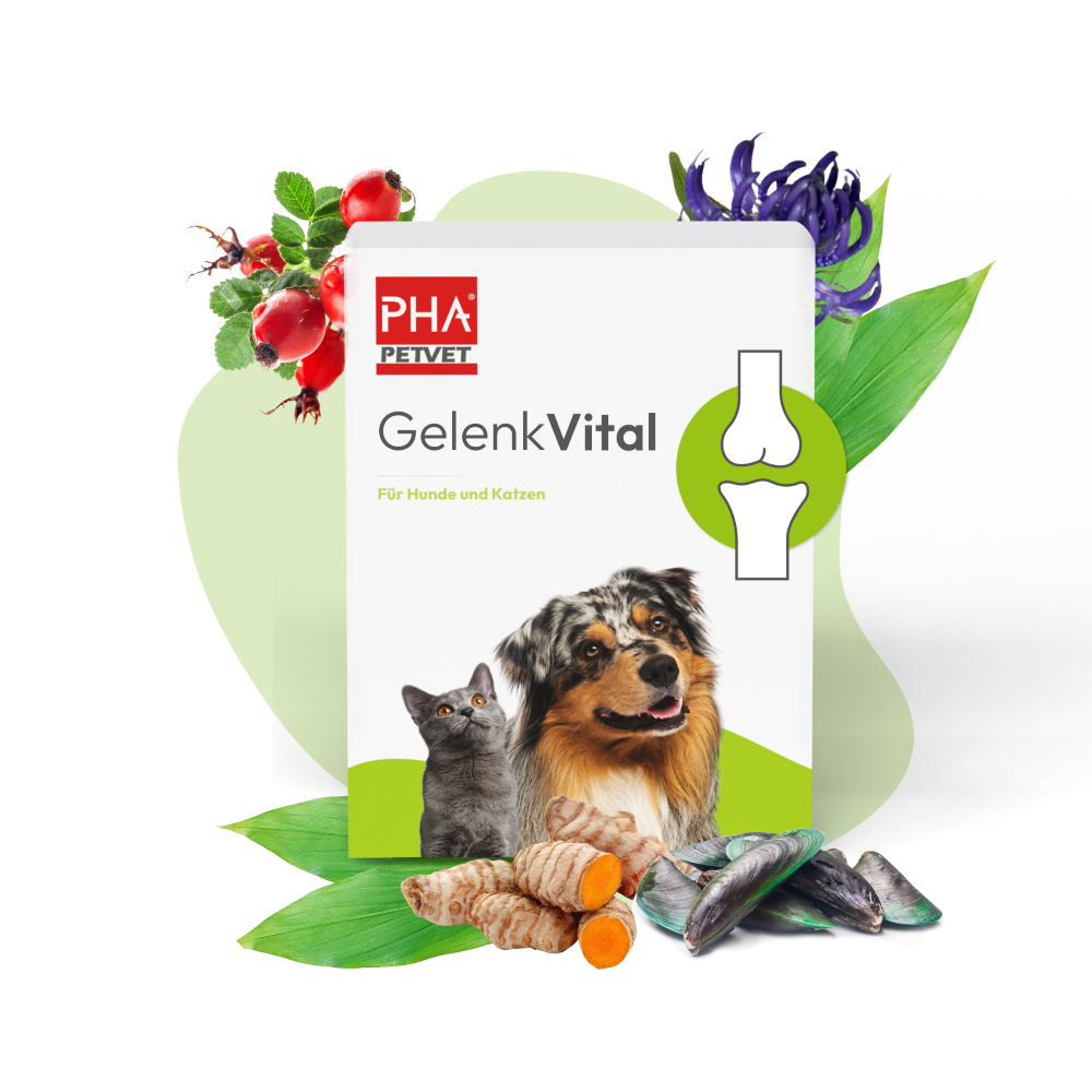 PHA GelenkVital