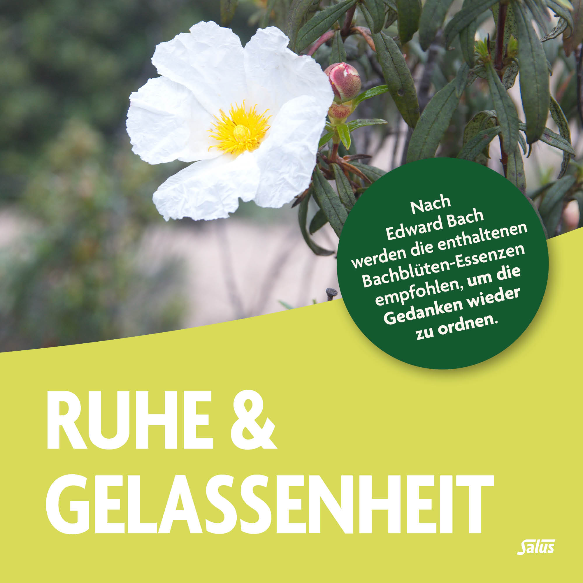 SALUS Bachblüten Tee, Bild 2 von 6
