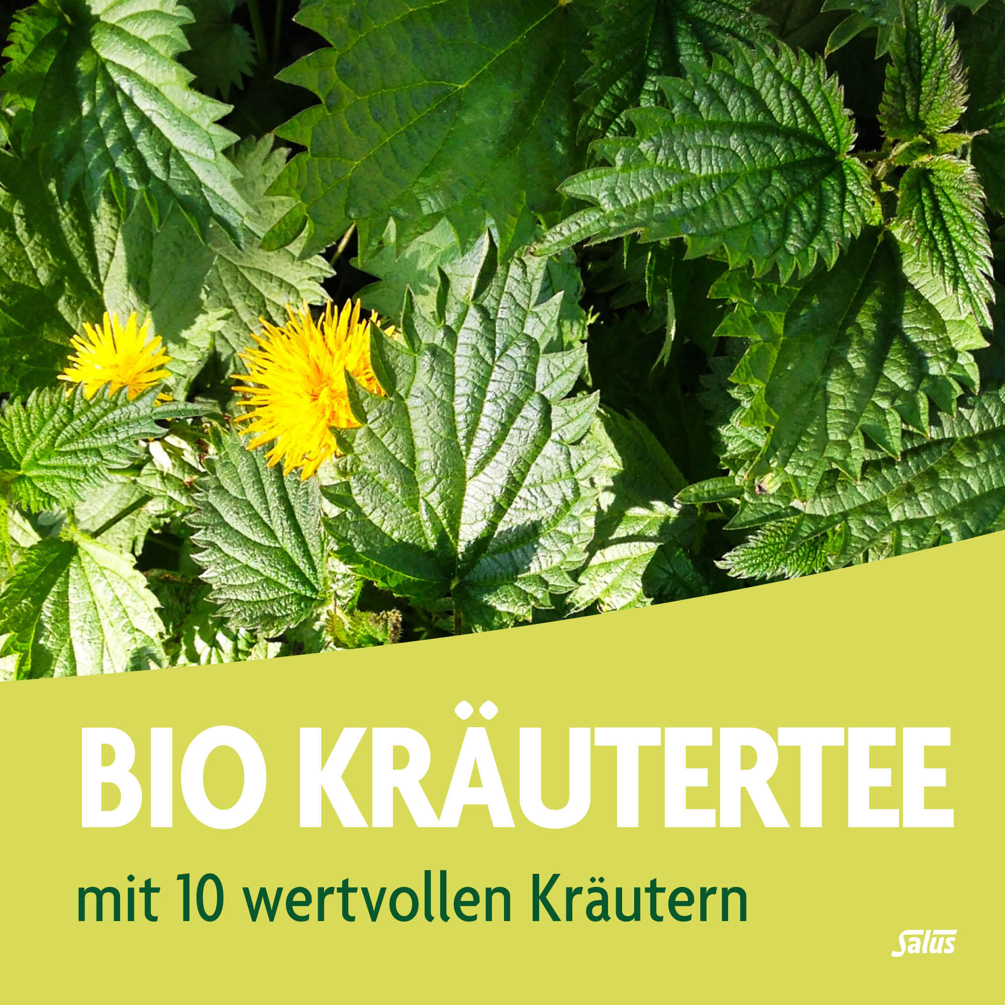 SALUS FreeBalance Löwenzahn-Brennnessel Tee, Bild 2 von 5