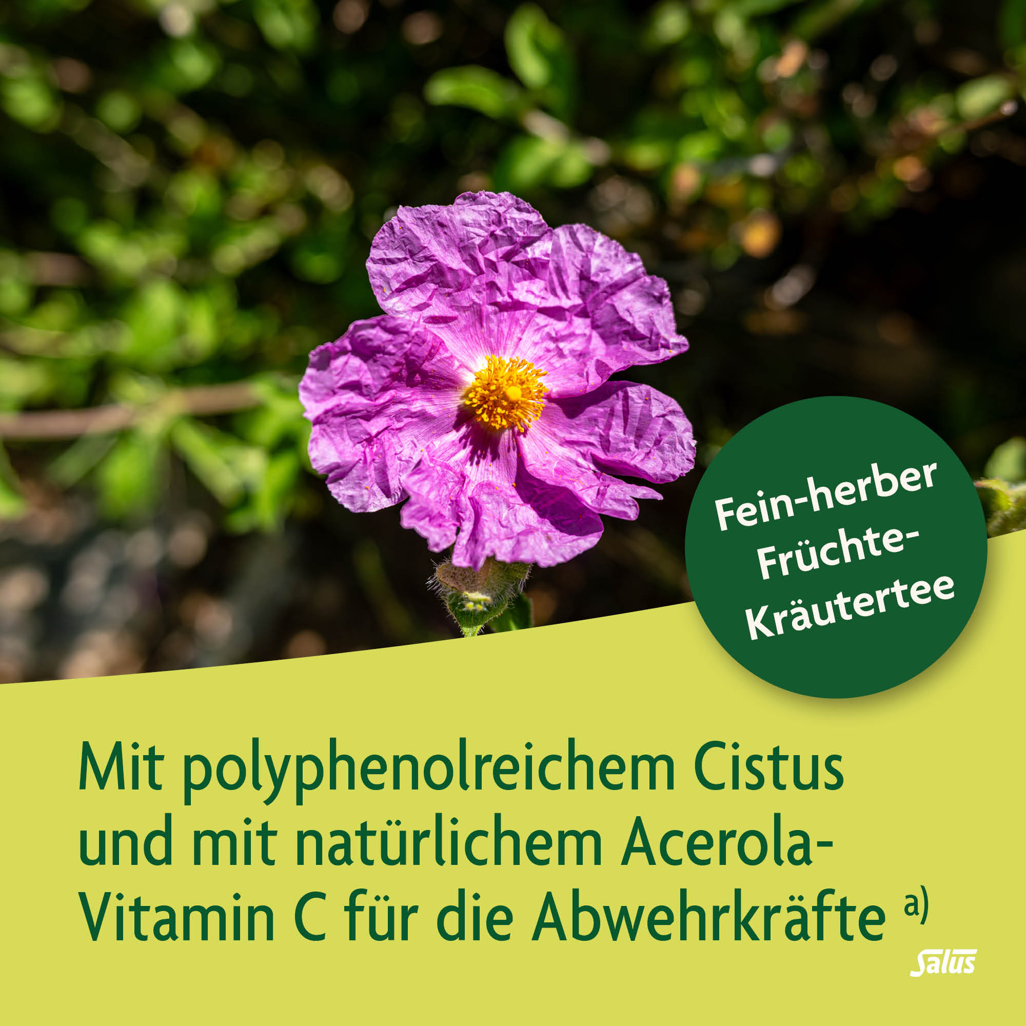 SALUS Kraft der Natur Tee, Bild 3 von 6