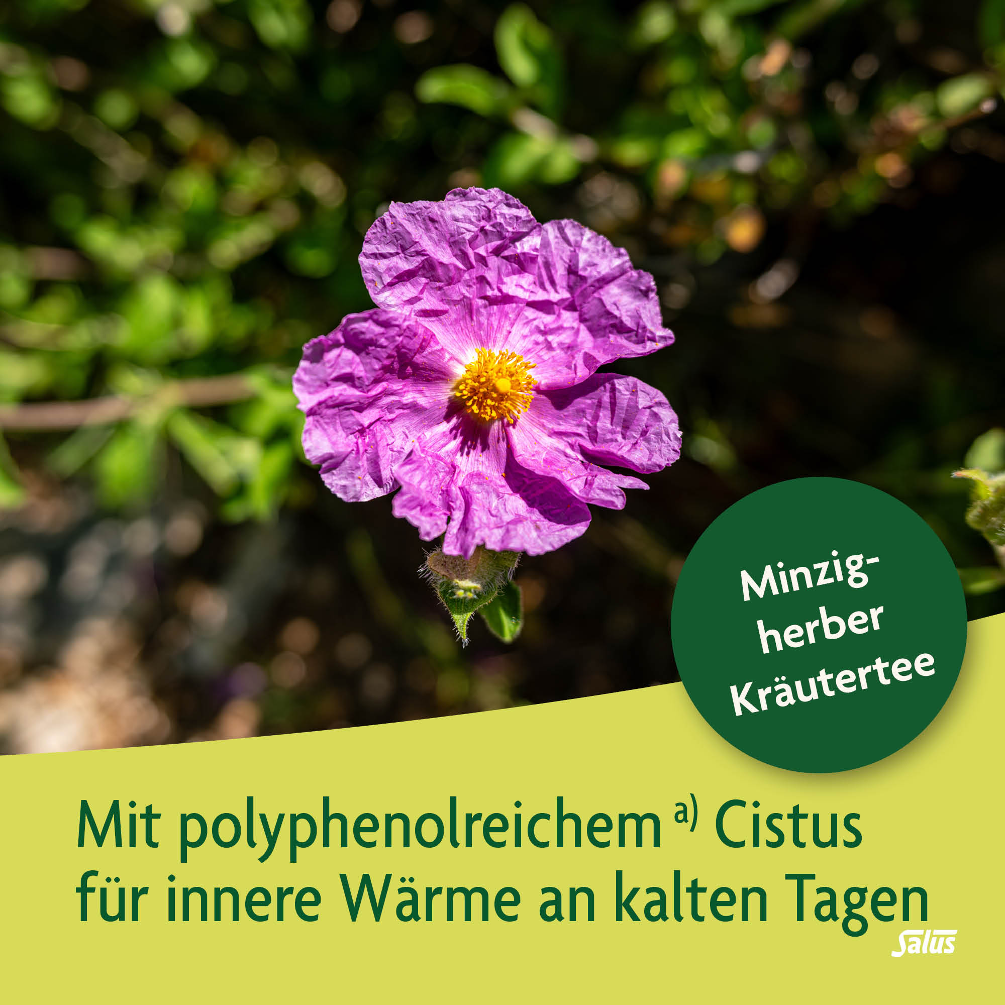 SALUS Kraft der Natur Tee, Bild 3 von 6