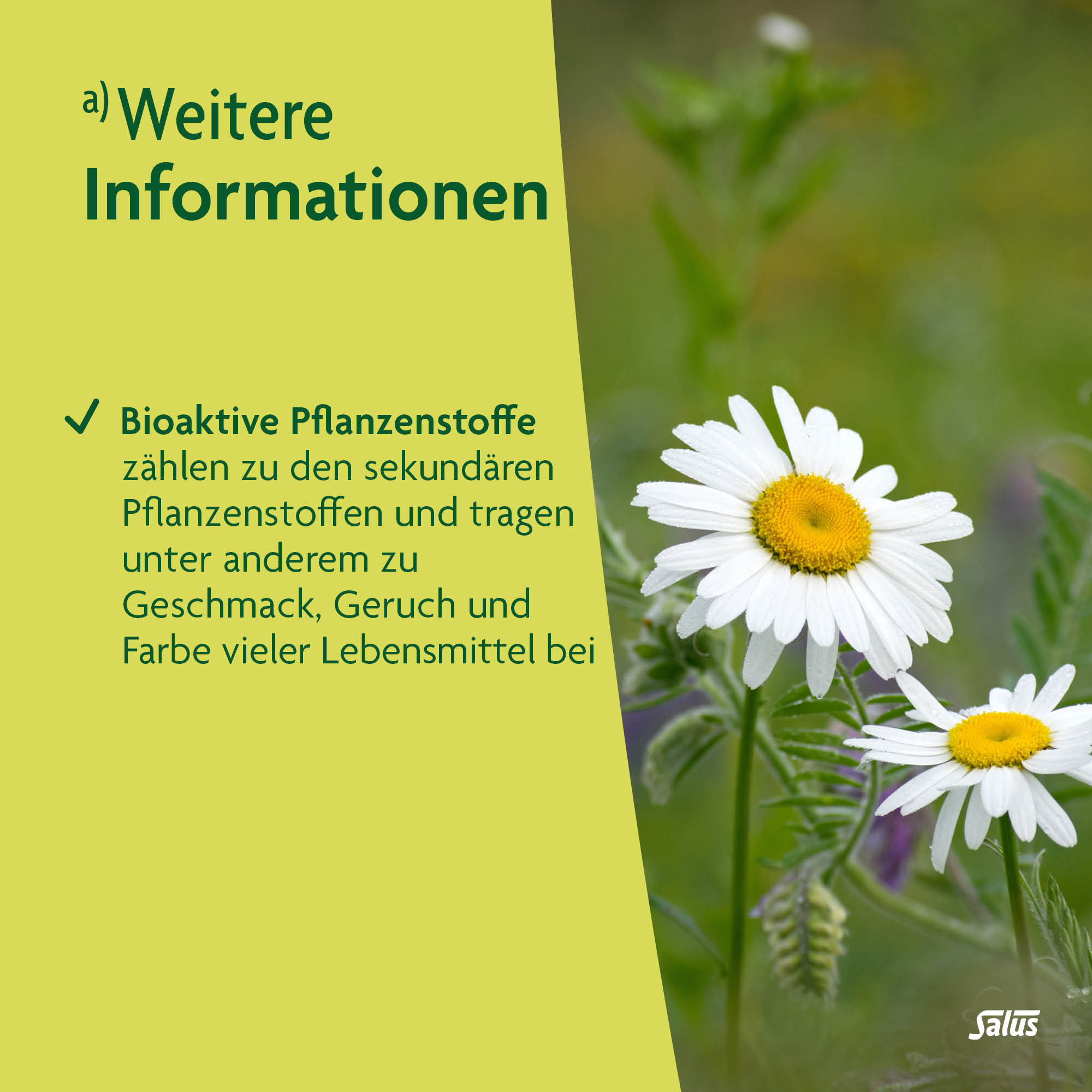 SALUS Magen-Darm-Tee, Bild 4 von 5