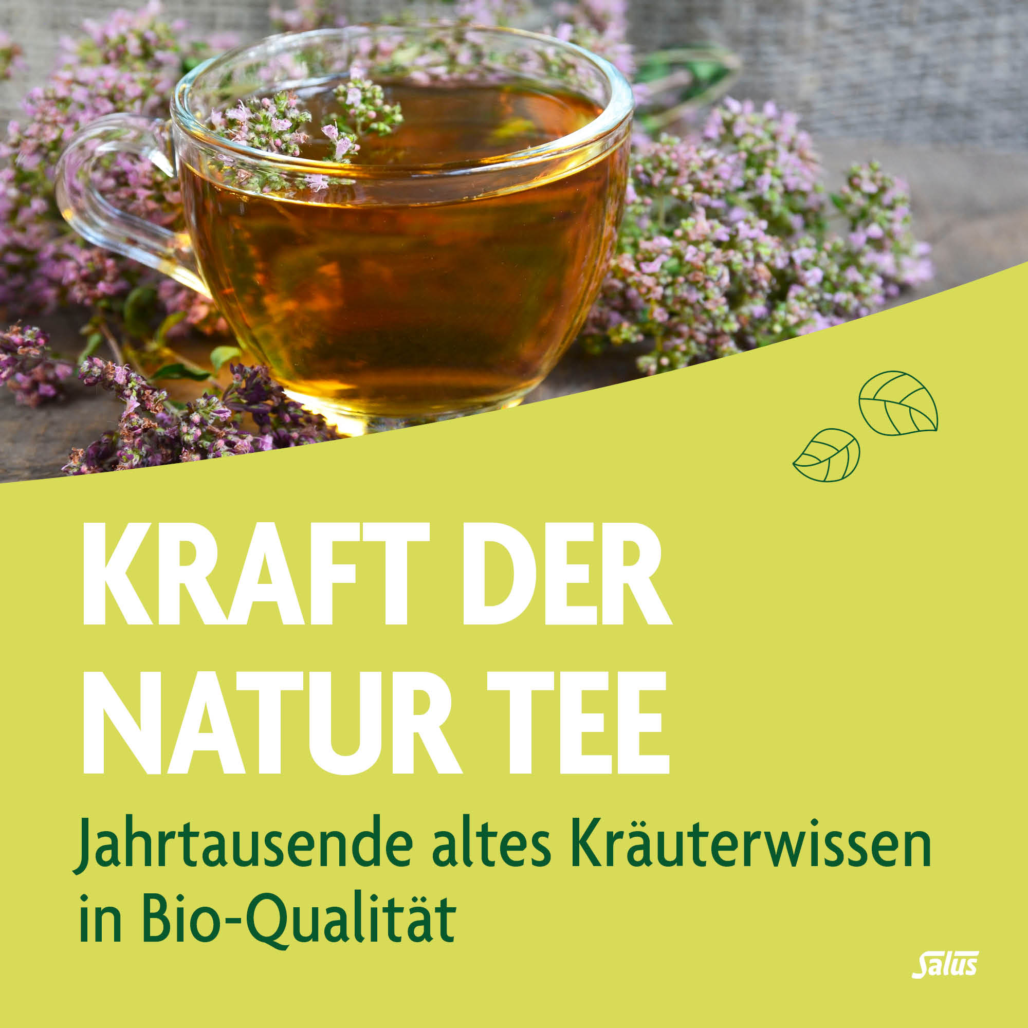 SALUS Tisane force de la nature, image 2 sur 6