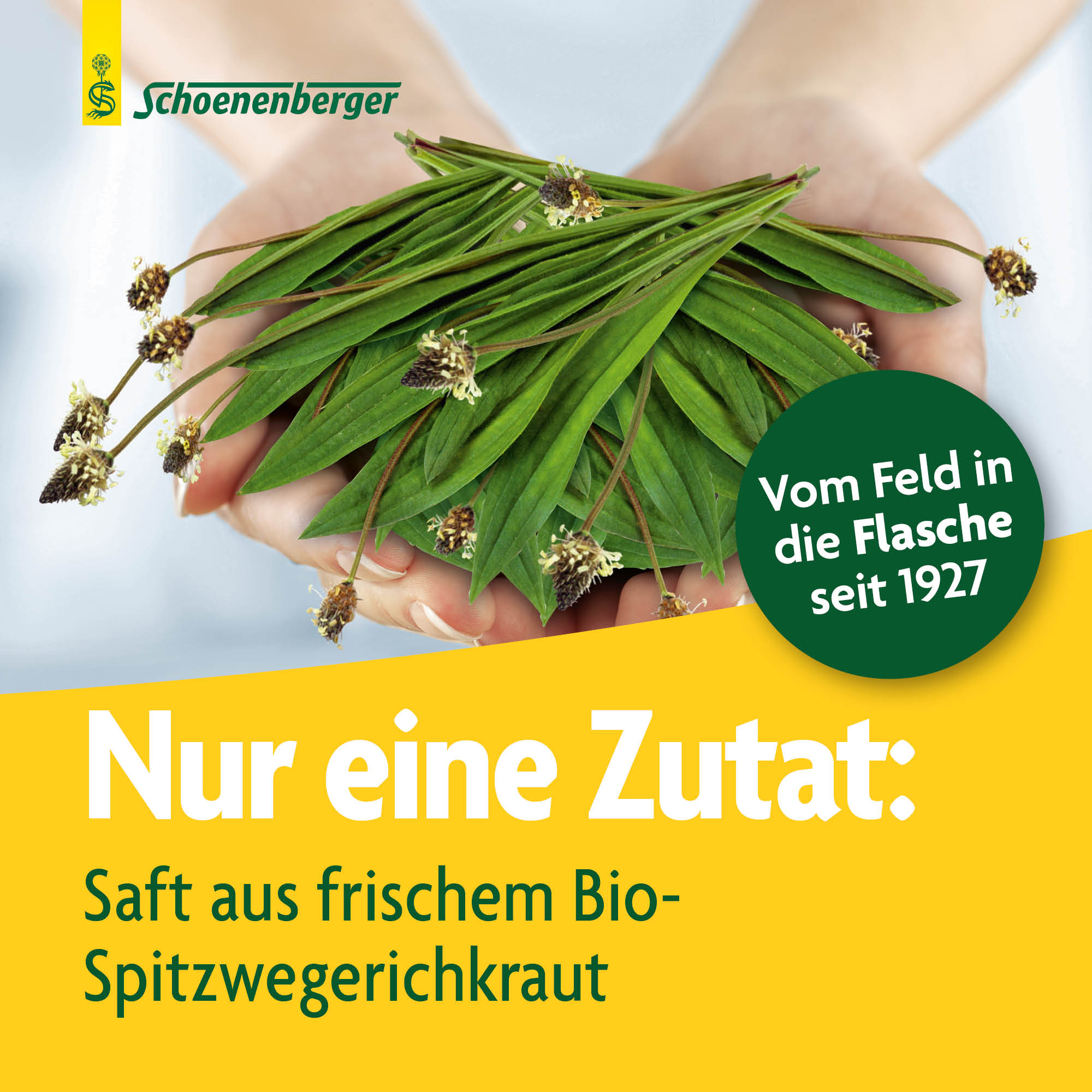 SCHOENENBERGER Plantain suc de plantes fraîches, image 3 sur 6