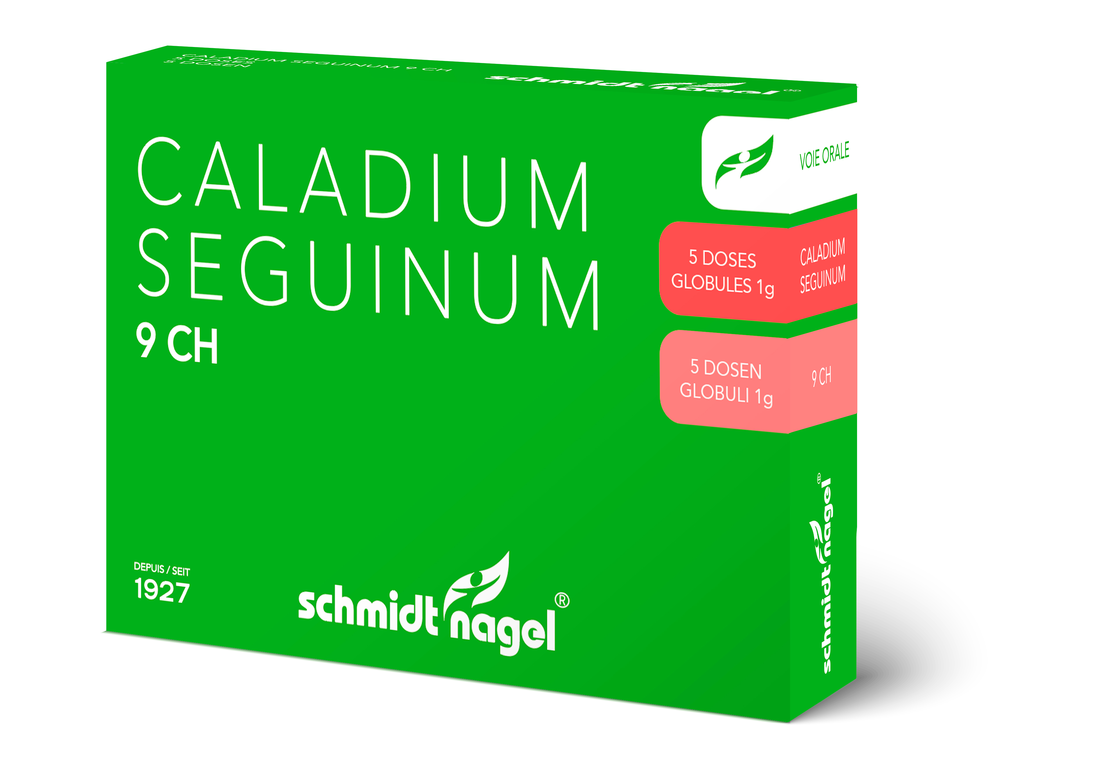 SCHMIDT-NAGEL Caladium seguinum 9 CH, Bild 2 von 3