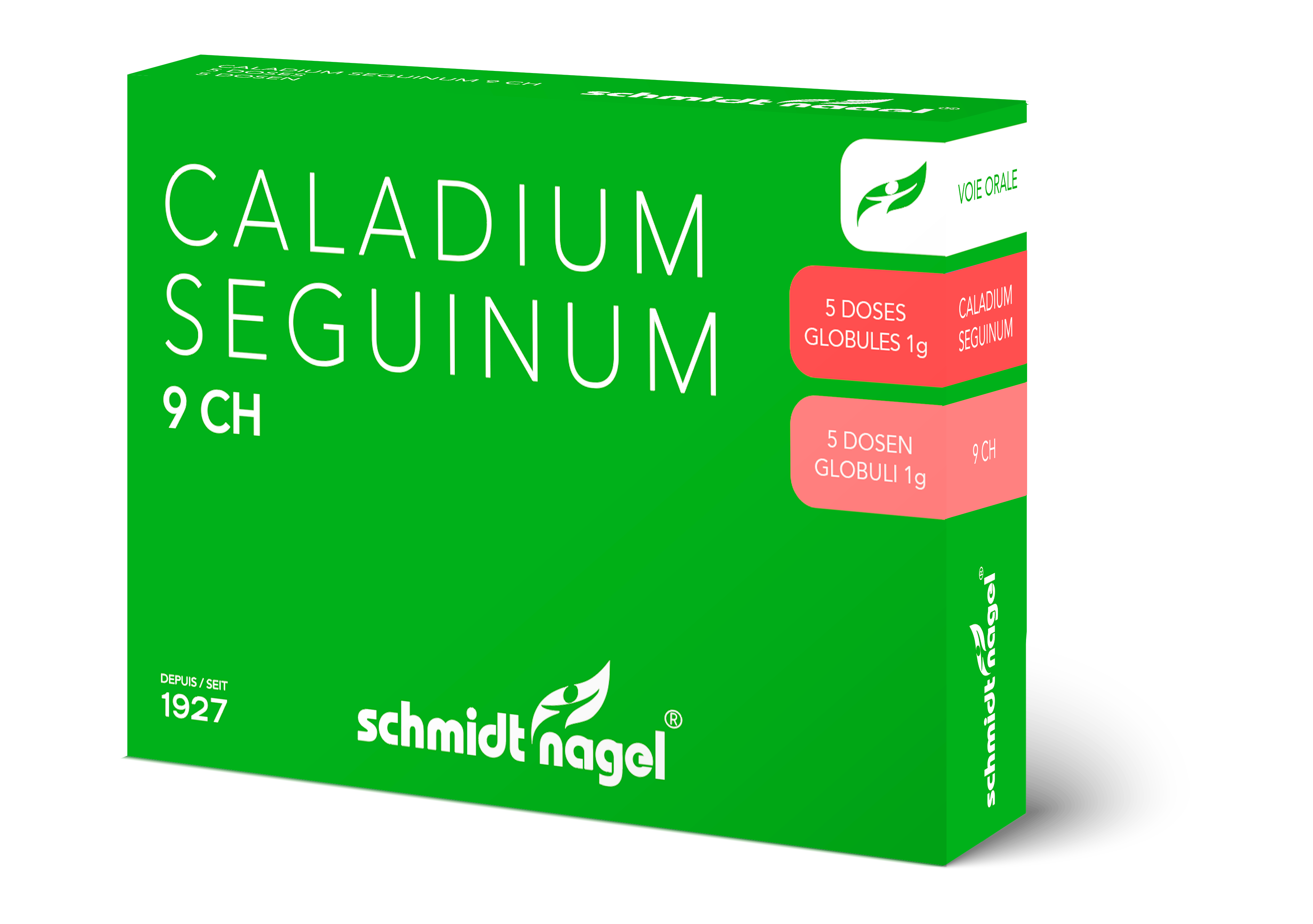 SCHMIDT-NAGEL Caladium seguinum 9 CH, Bild 3 von 3
