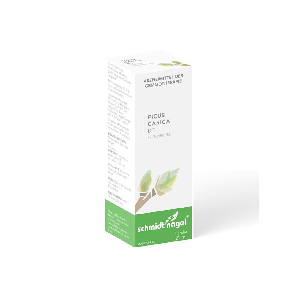 SCHMIDT-NAGEL Ficus carica 1 DH