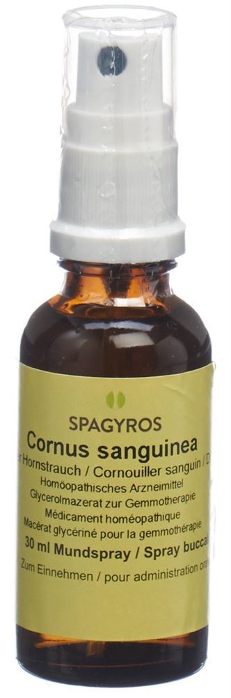 Spagyros Cornus sanguinea 1 D, Hauptbild