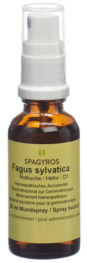 Spagyros Fagus sylvatica 1 D, Hauptbild