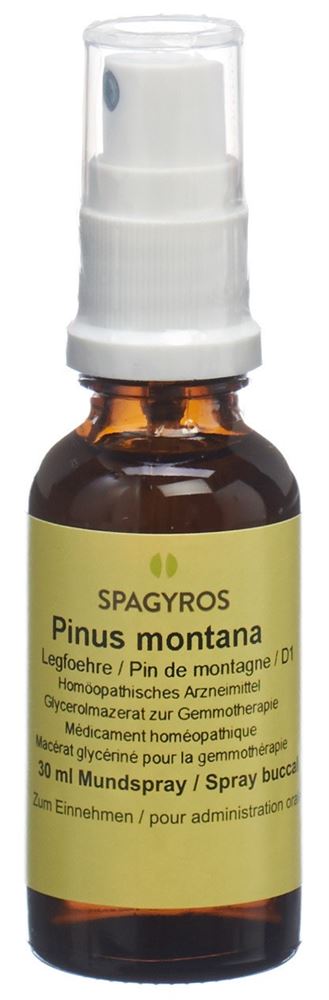 Spagyros Pinus montana 1 D, Hauptbild